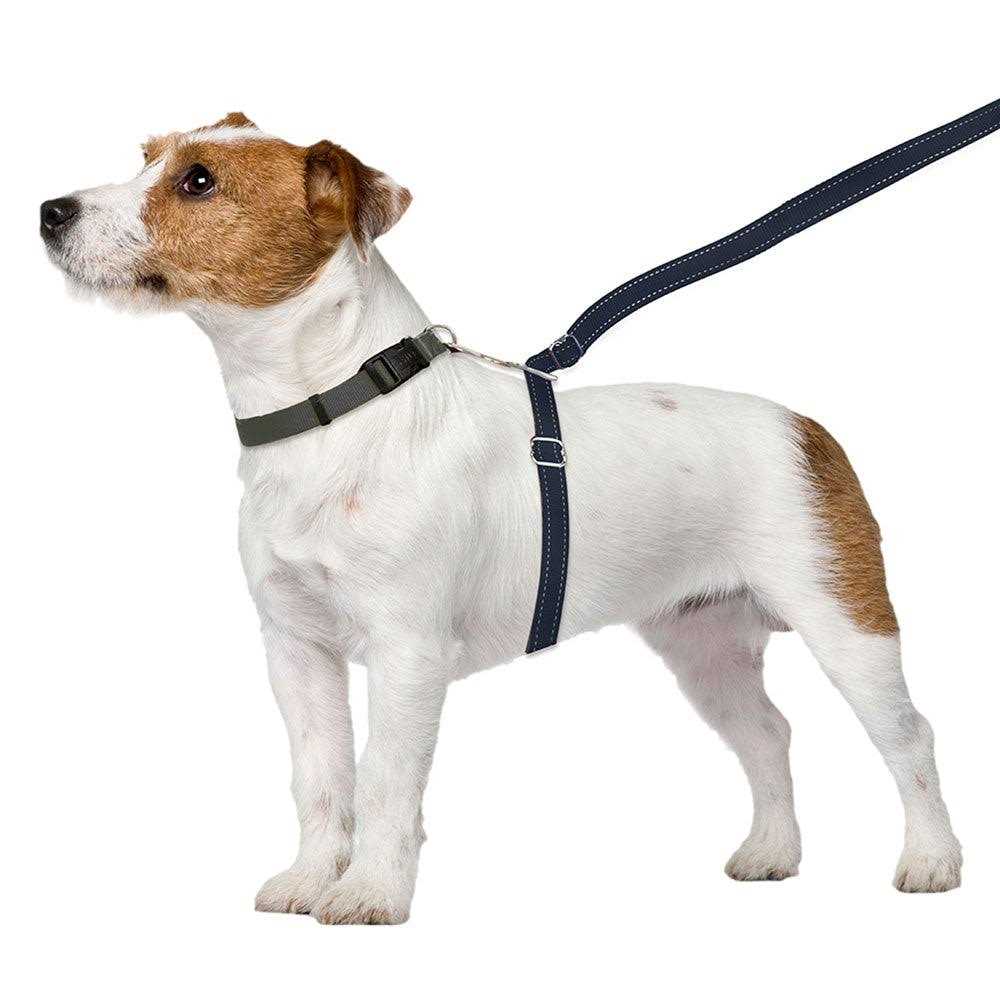 Dog Leash P672897