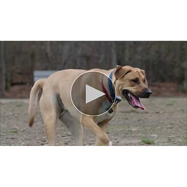 Chicken Dog Chews O86247