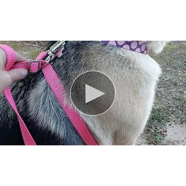 Dog Leash P672897