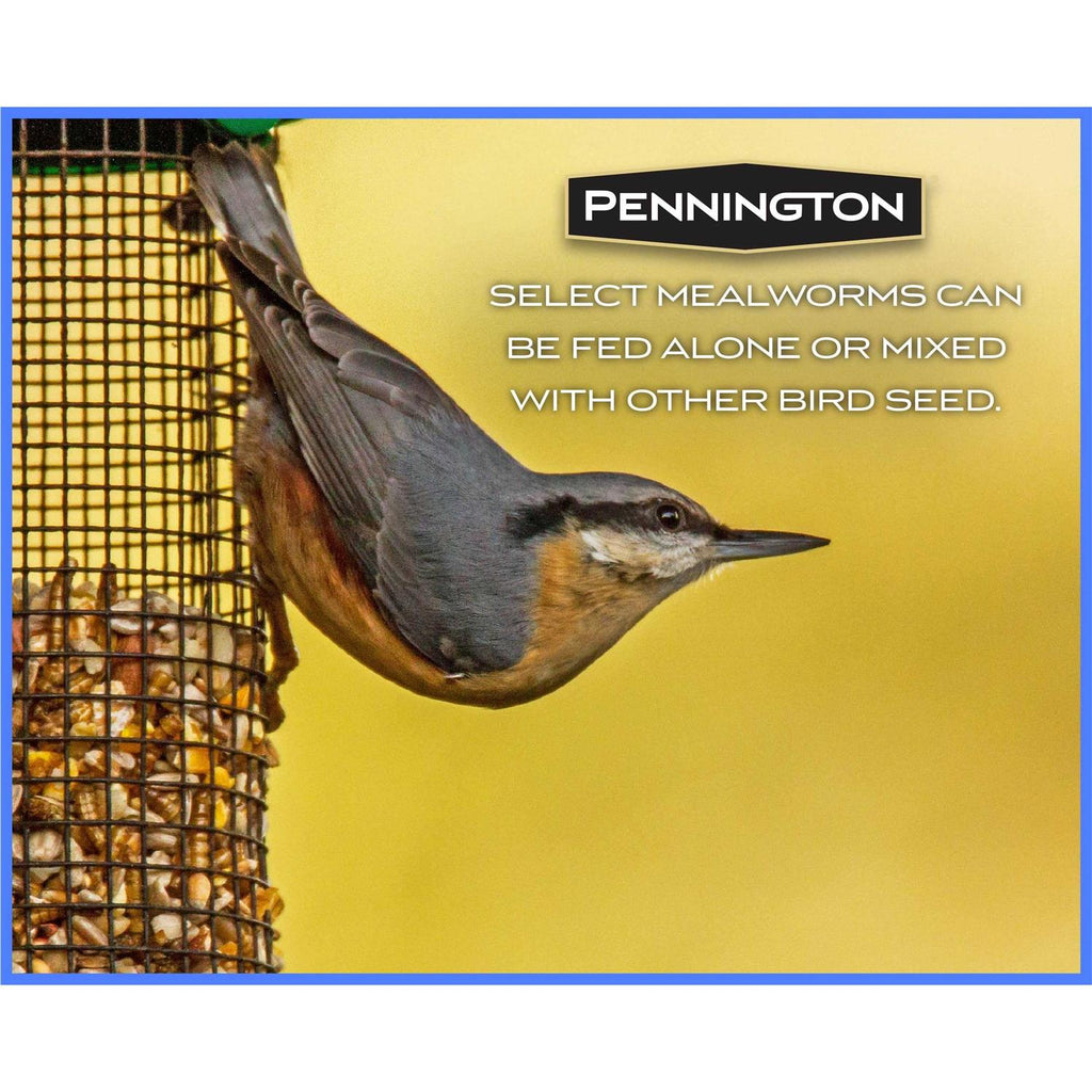 Mealworms Wild Bird Food V390